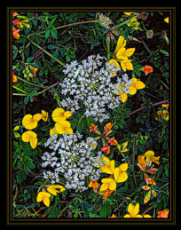 Wild Flowers