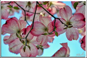 Dogwood