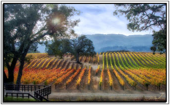Vineyards from the Stage