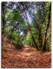 Running in Shilo