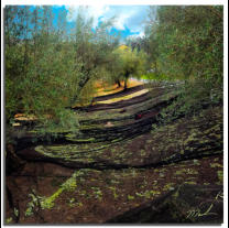 Olive Harvest