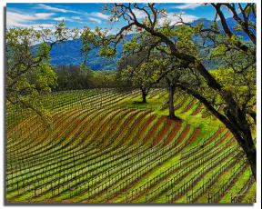 Spring Rows 