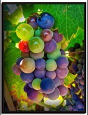Rainbow Chardonnay 