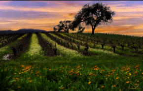 Sunset Mustard
