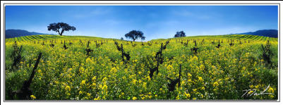 Mustard Pana