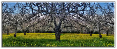 Walnut Mustard
