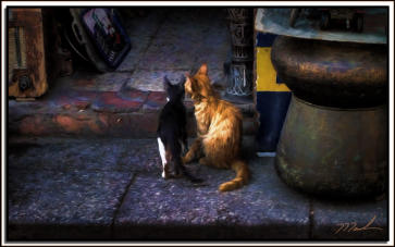 Cat Talk