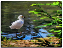 Jr's Stroll 