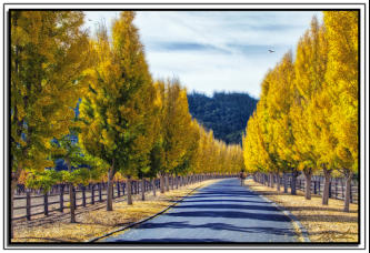 Golden Driveway