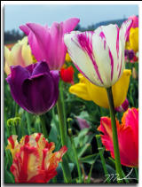 Mixed Tulip Row