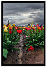 Stormy Tulips