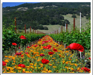 Poppies in the Vineyard
