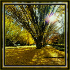 Golden Ginkgo