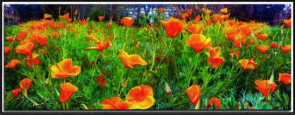 Poppy Pana  