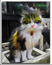 Unimpressed Kitty