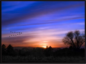 Sunset Flight