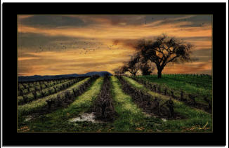 Sunset Vineyard