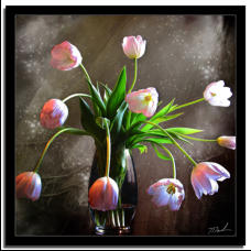 Tulips Squared 