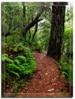 Fern Trail