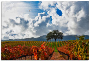 Big Clooud Vines 