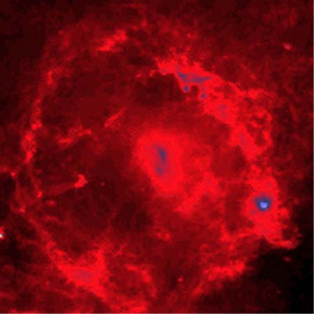 lambda Orionis Emission Nebula