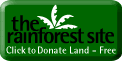Save Our Rainforests!