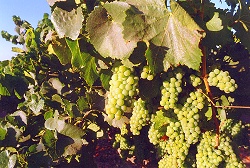 Bunches of Chardonnay grapes ripening on the vine this August!