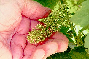 Chardonnay - Bud Break. These little flowers will become grapes.