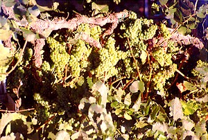 Chardonnay - Before Harvest. Told ya.