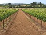 Hop Through the Seasons in the Merlot Vineyard