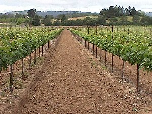 The Merlot Vineyard in April