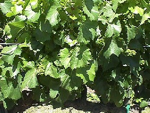 Merlot Vines in June