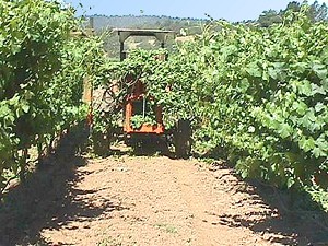 Ripping the earth between the vines
