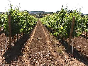 The Merlot Vineyard in Full Leaf
