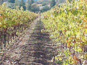 In November the Leaves Begin Changing