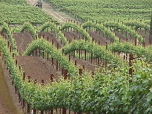 The rolling hills of the vineyard