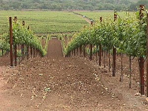 An April view of the vineyard
