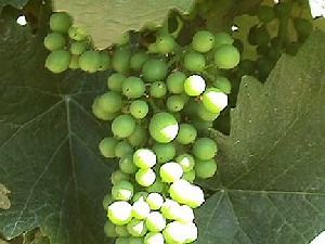 Pinot Noir grapes in June