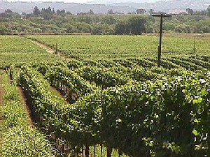 A June view of the vineyard