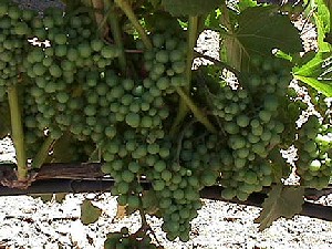 Pinot noir grapes on the vine