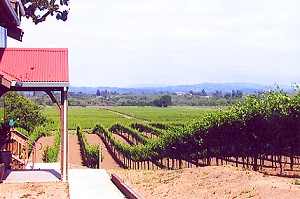 The Toad Hollow Estate Merlot Vineyard - After