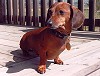 Hank Photo of the Month!