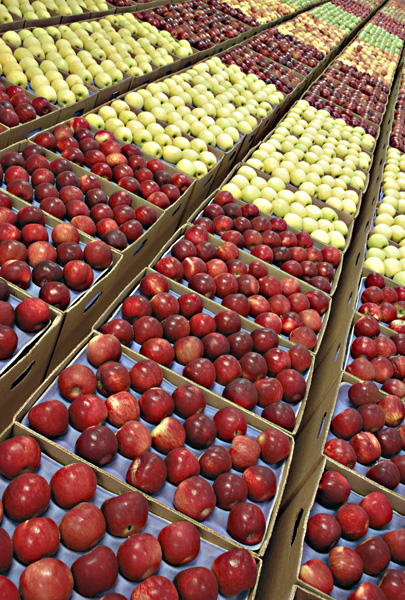 Apple Portrait