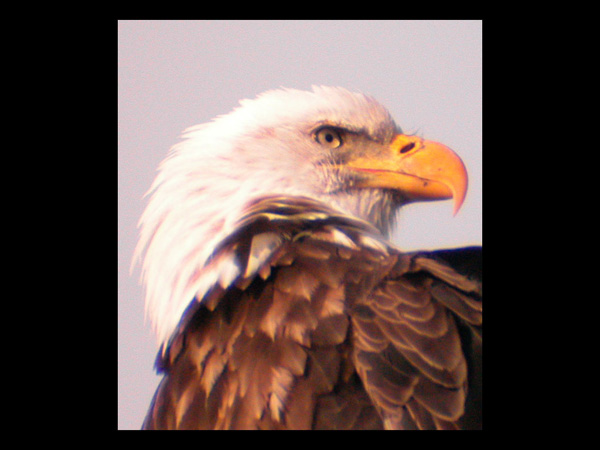 Bald Eagle