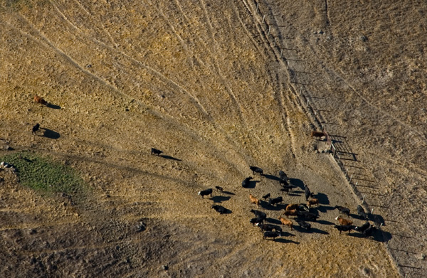 Cow Herd