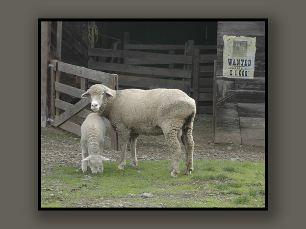 On The Lamb