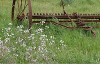 Fallow