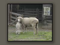 On The Lamb