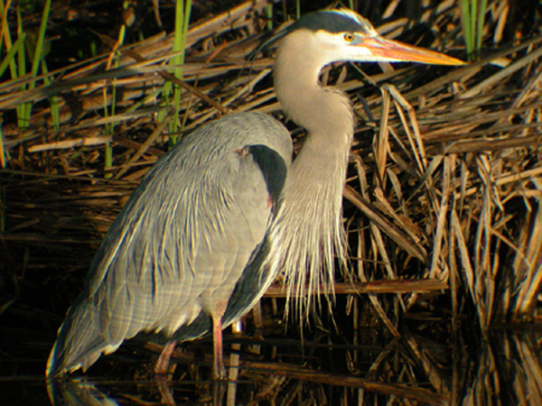 Blue Heron
