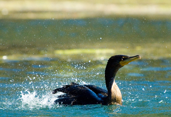 Cormorant